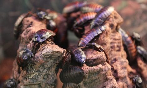 How to Prevent a Cockroach Infestation