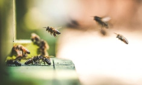 How to Prevent a Wasp or Bee Infestation