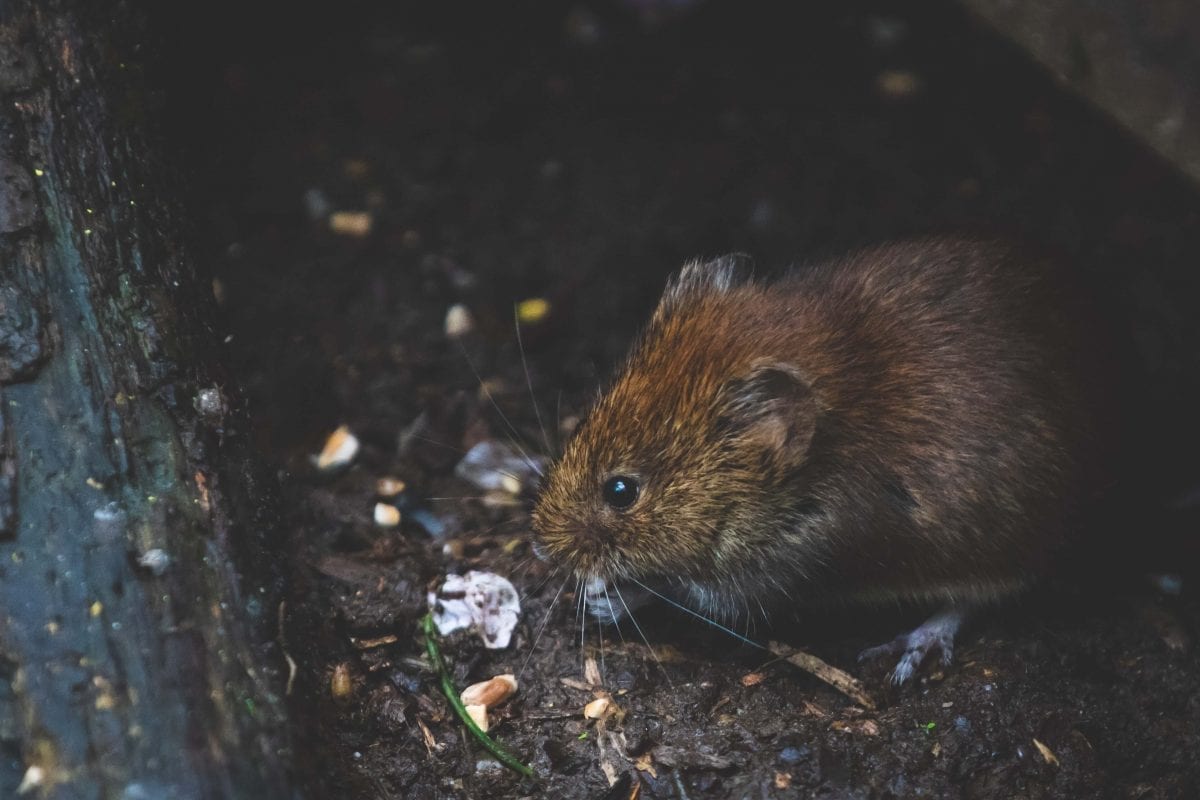 Rodent Profiles Mice and Rats