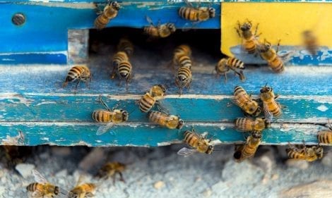 Signs of A Bee Or Wasp Infestation