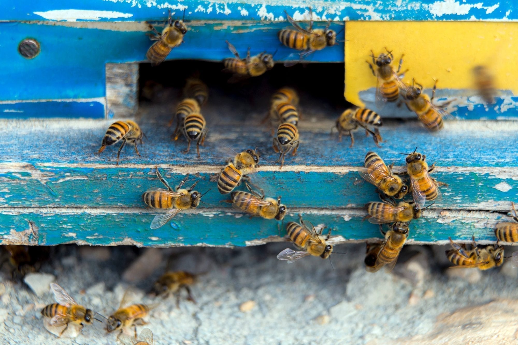 Signs of A Bee Or Wasp Infestation