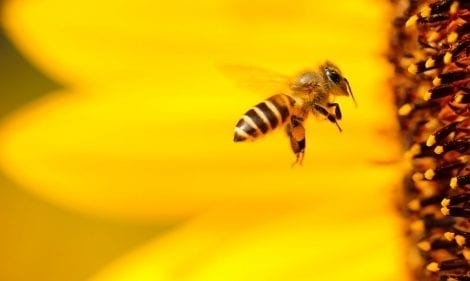 Wasp and Bee Profiles