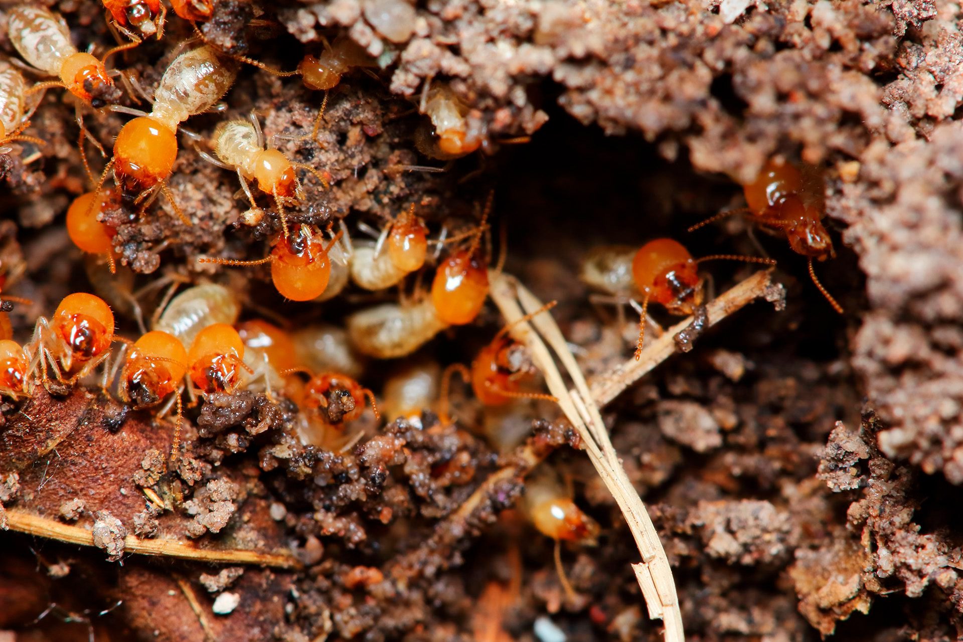 bannertermitesheaderpests01 Canberra Pest Control