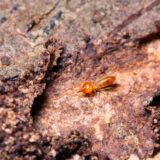 Dampwood Termites
