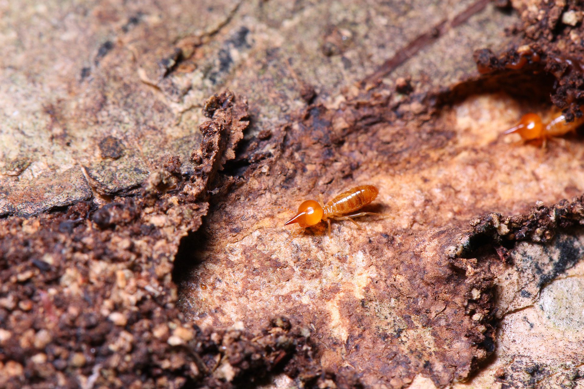 Photo of a Dampwood Termites