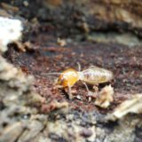 Drywood Termites