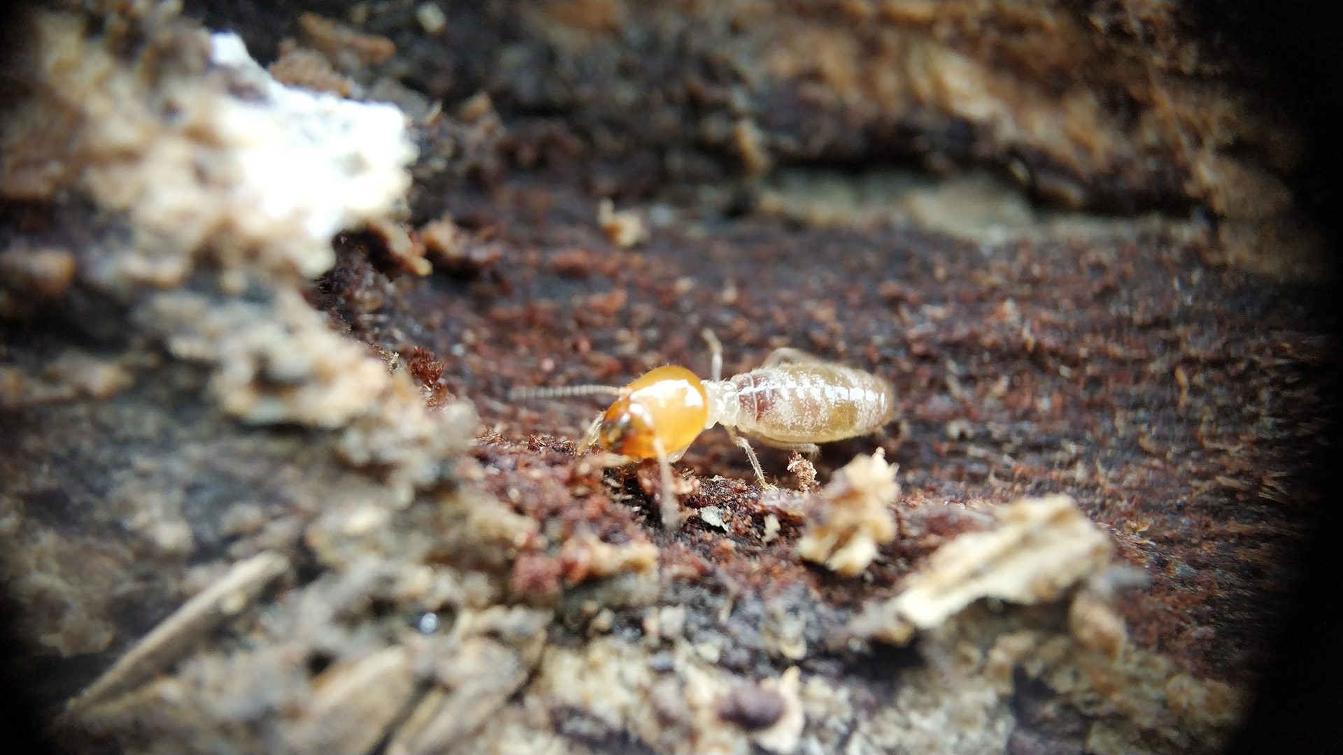 Photo of a Drywood Termites