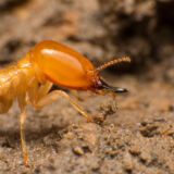 Subterranean Termites